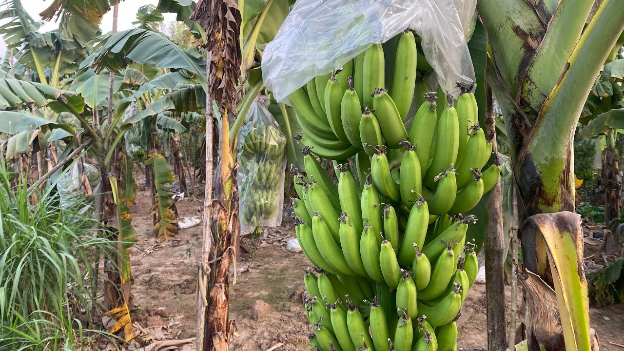 600 buồng chuối chờ đón Tết nguyên đán!