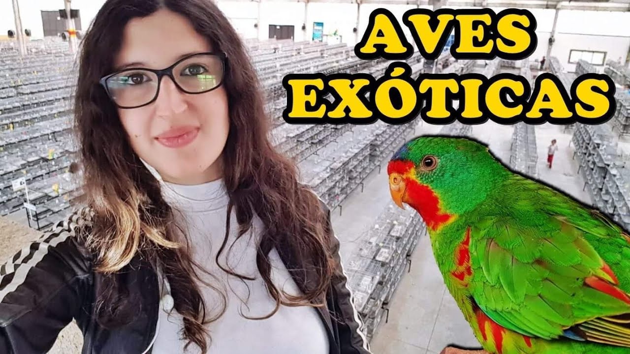 | FOB 2019 | - 68º CAMPEONATO DE AVES EXÓTICAS - UDP