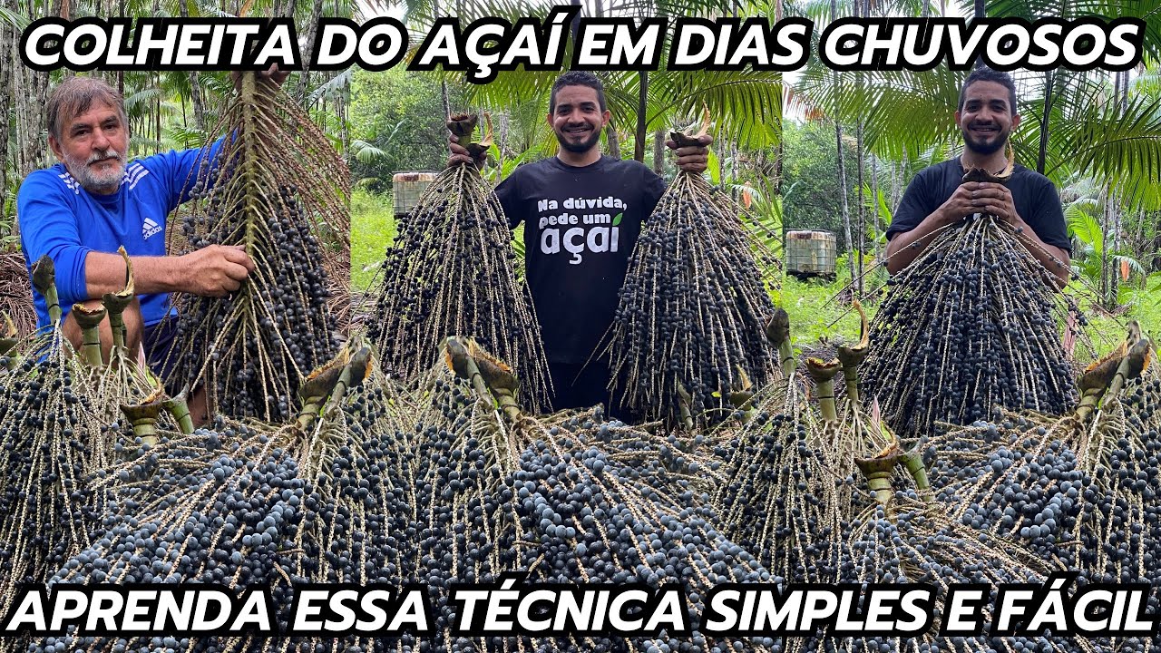 TÉCNICA PARA TIRAR AÇAÍ EM DIAS CHUVOSOS + DEIXEI O CACHO CAIR!.