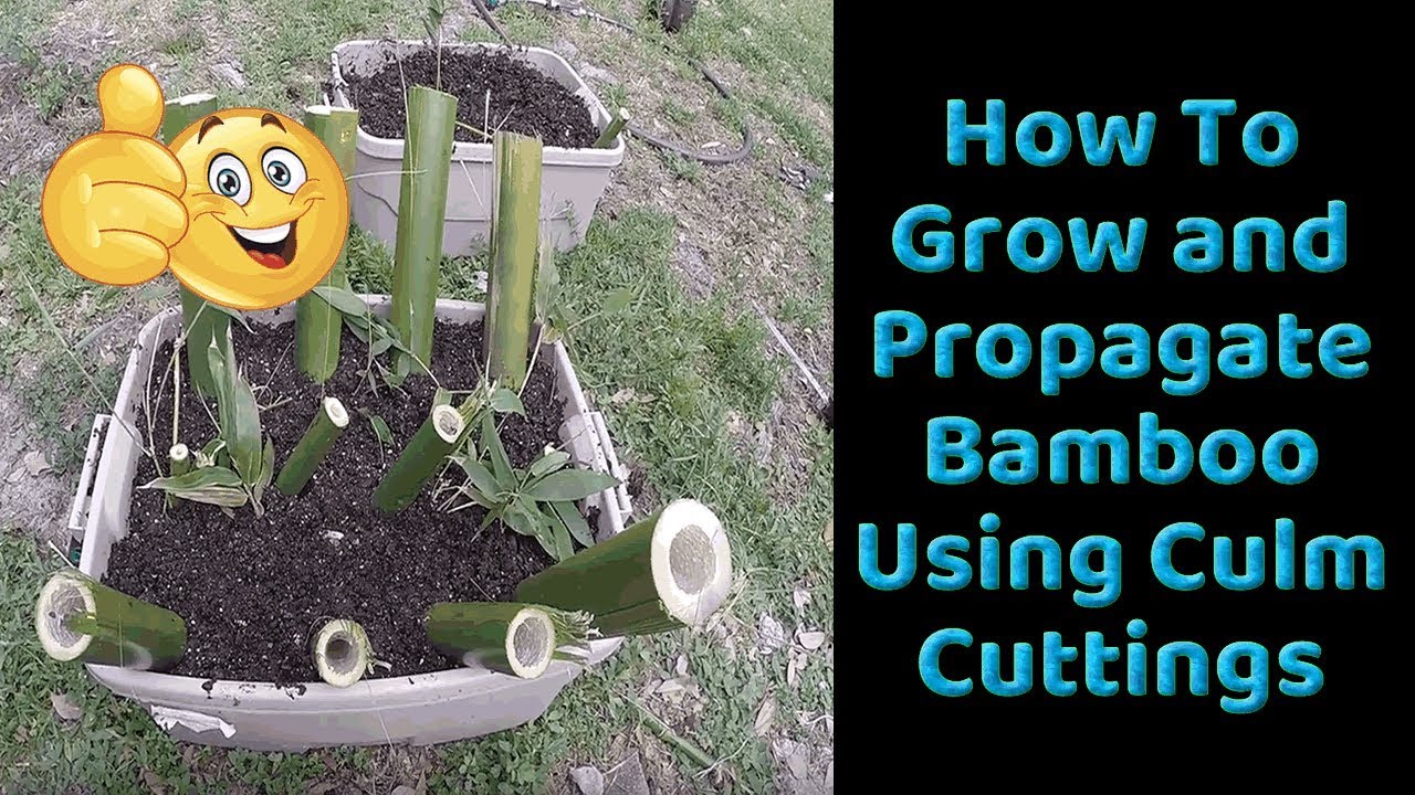 How To Grow and Propagate Bamboo from Culm Cuttings