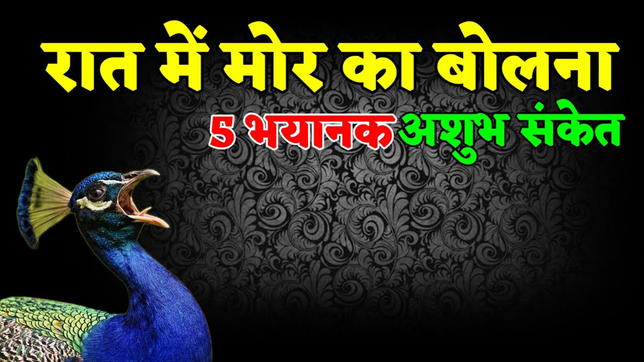 रात में मोर का बोलना 5 भयानक अशुभ संकेत | raat mein mor ka bolna shubh ya ashubh
