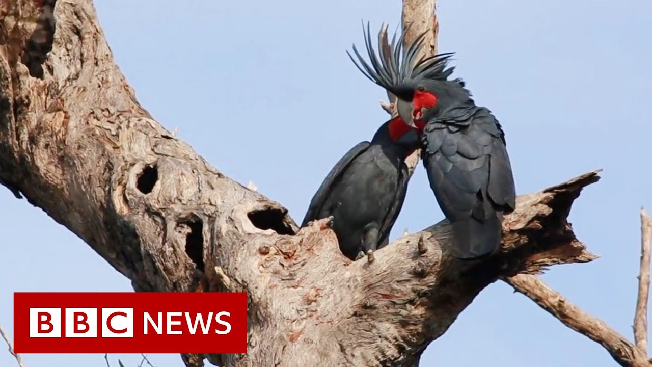 Palm cockatoo: Why a unique &lsquo;drumming&rsquo; bird is in peril - BBC News