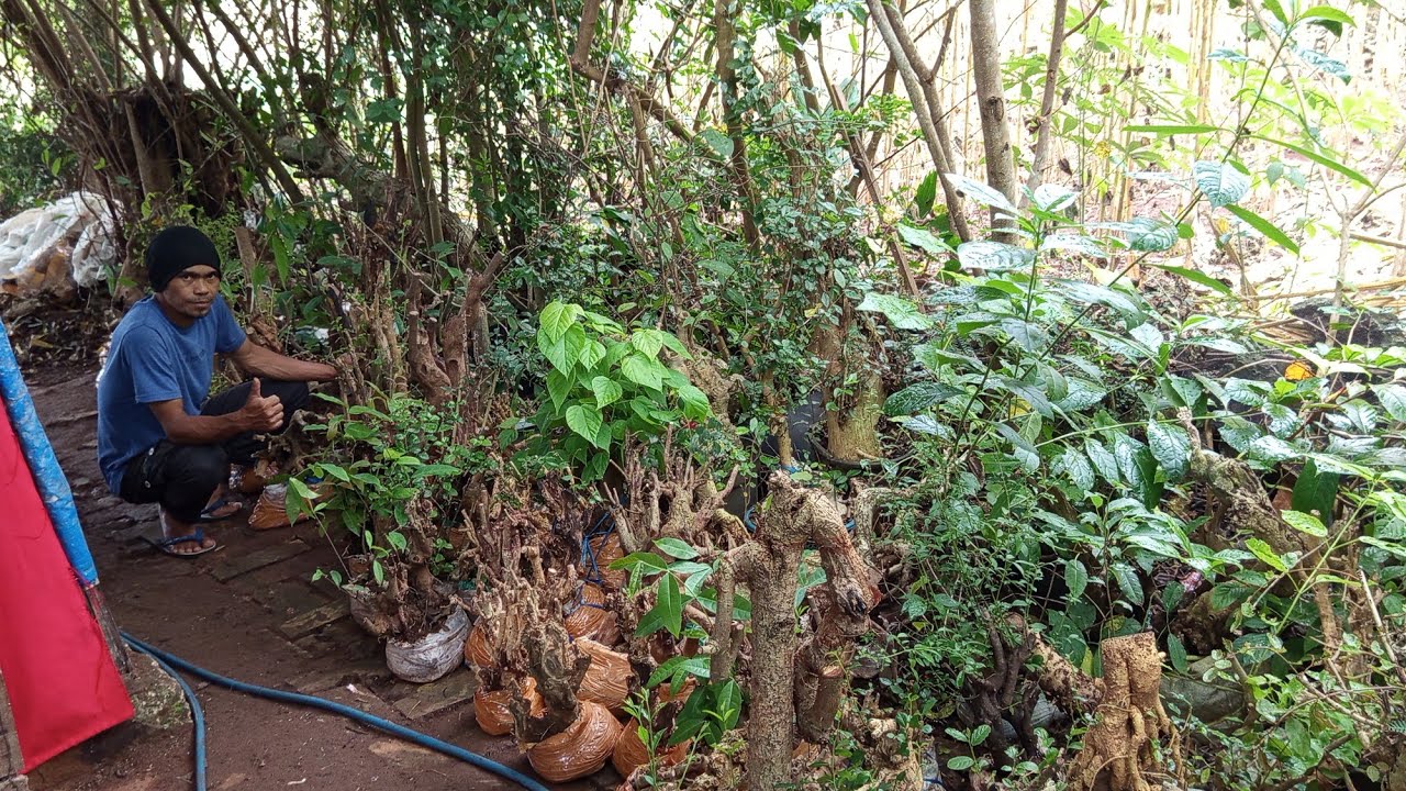 Obral bahan bonsai ,juwet angker,di kndang pk siswondo ,suoer murah =0852 3156 6888