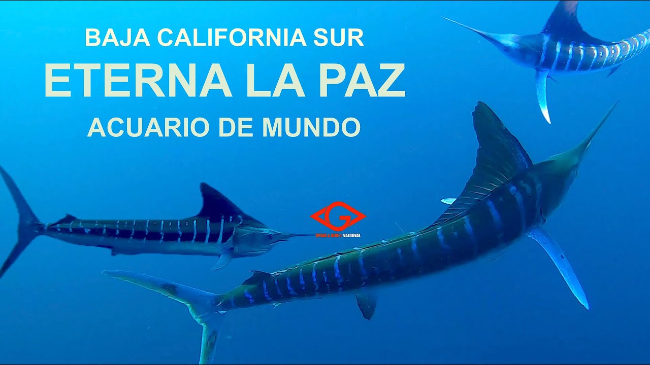 ACUARIO DEL MUNDO. B.C.S.              SPEAR & DIVE VALGOVAL MOVIES.