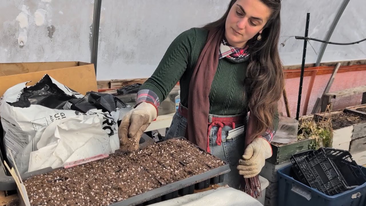 Intentional Start: January seed starting brassicas in my Michigan Greenhouse