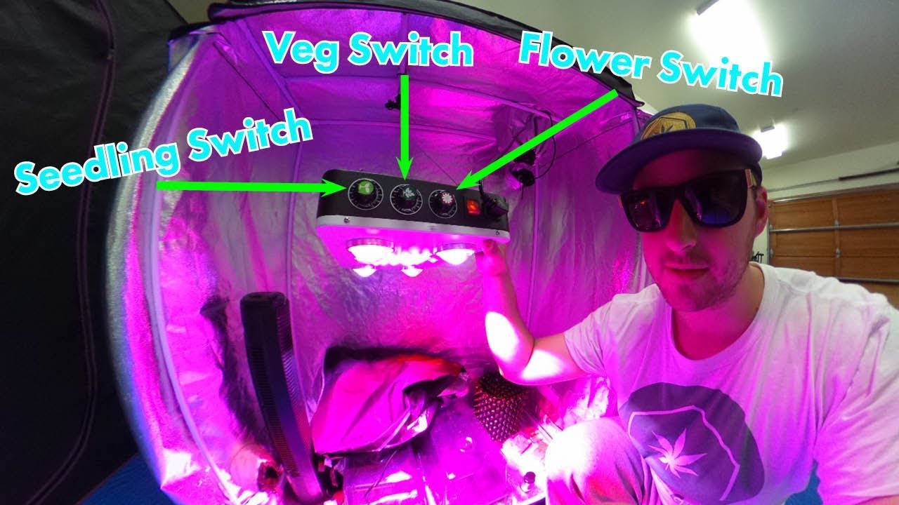 Bloom Beast Dimmable LED Cob Grow Light Review + 2 Patreon Goals Accomplished