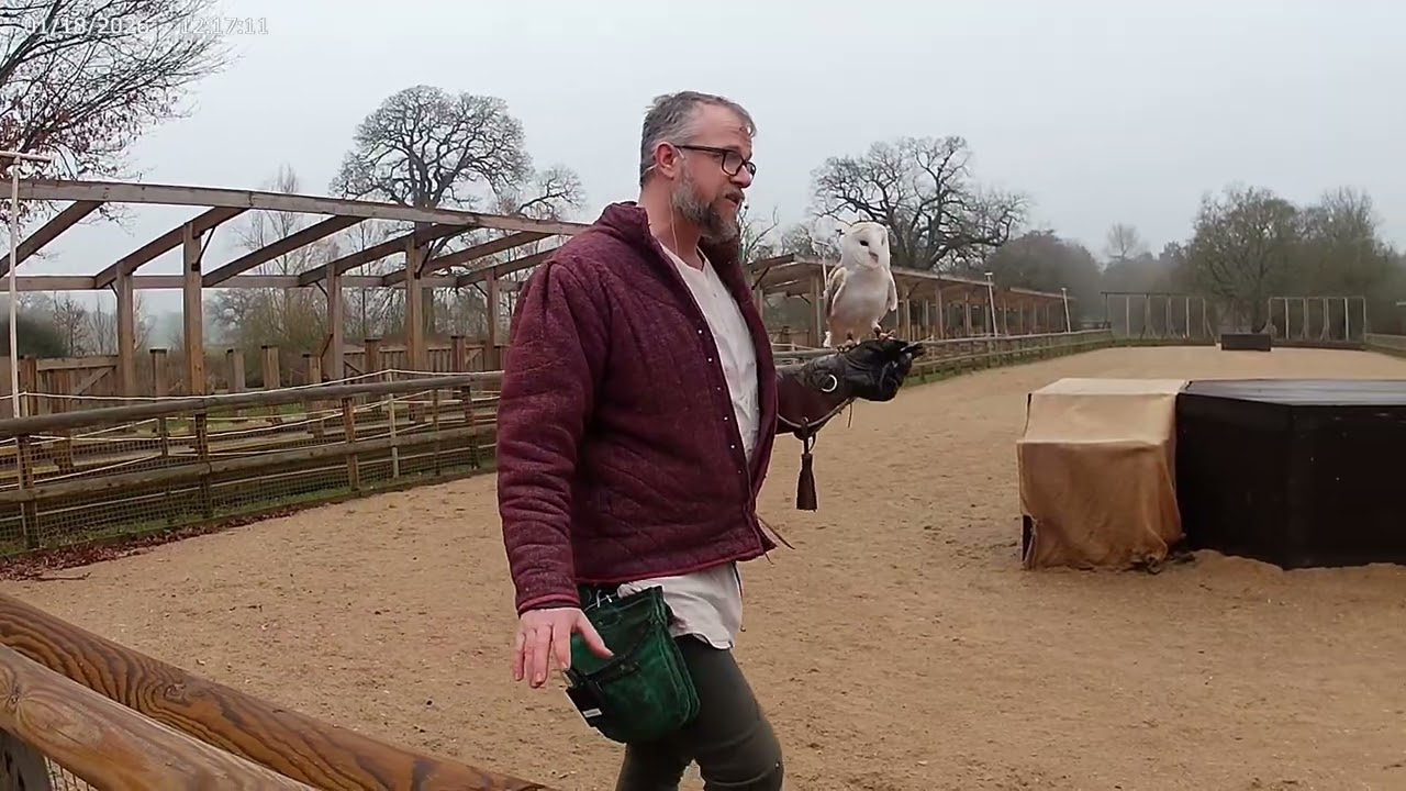 Falconry at Warwick Castle