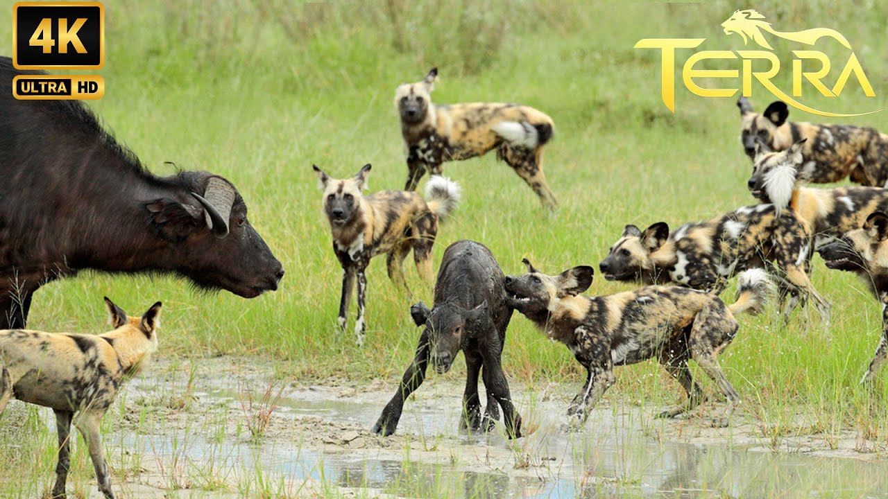 Perros Salvajes: El Depredador M&aacute;s Despiadado de las Praderas de &Aacute;frica | Animales Salvajes