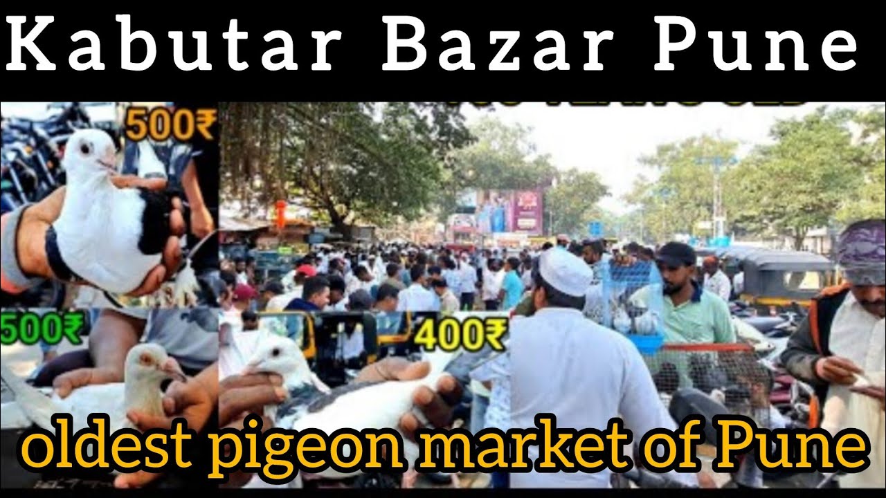 Kabutar Bazar Pune || oldest pigeon market of Pune ||