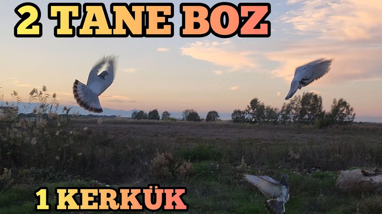 2 Adet Boz Ve Perdeli Kerkük Güvercinimizi Uçurduk