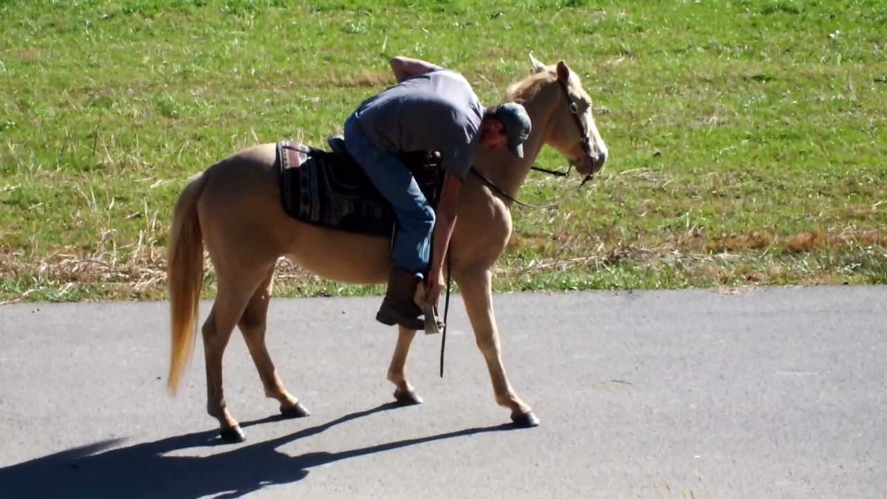 DSCF3274.MOV "SONNY" NON-GAITED GELDING PERLINO