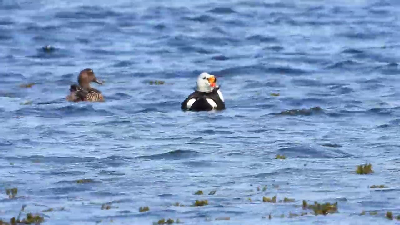 Eider à tête grise - Somateria spectabilis - King Eider