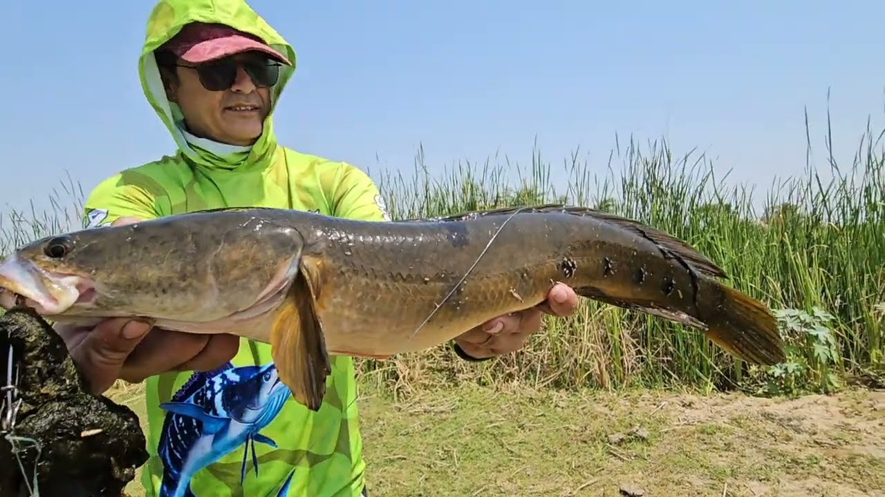 Snakehead fish catching tricks||Village fishing video ||fish video