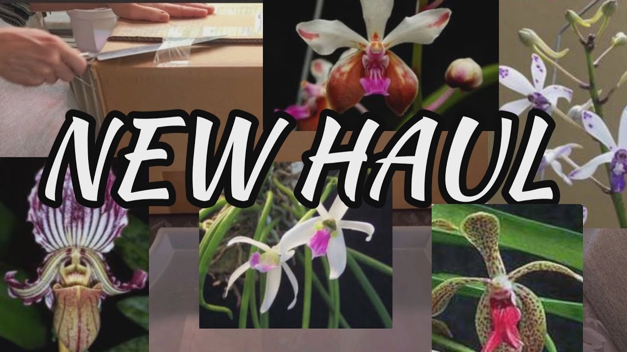 НОВАЯ распаковка орхидеи Schwerter orchideen