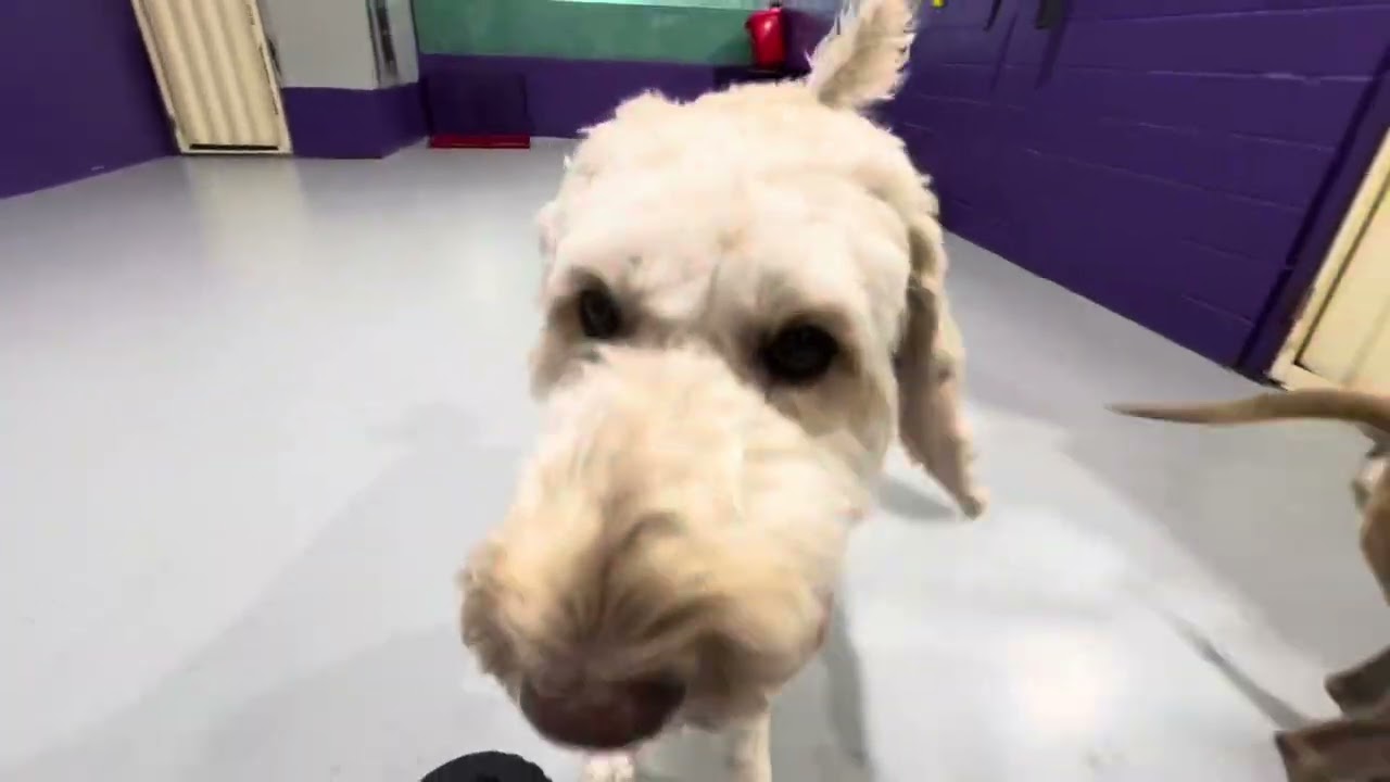 Tailored Play and Enrichment for Perth Dogs at PawPals