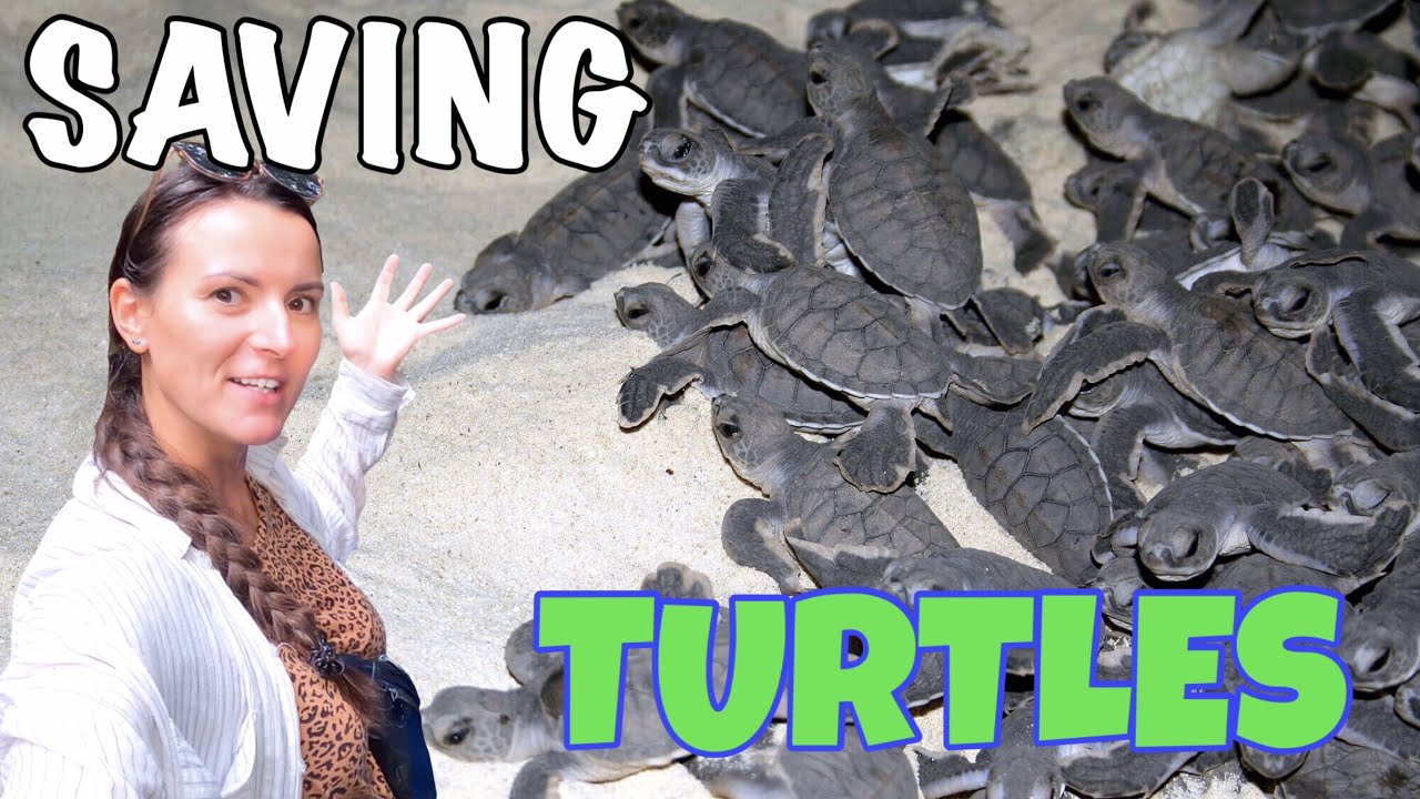 Unreal TURTLE ISLAND Borneo | Releasing BABY TURTLES In Malaysia