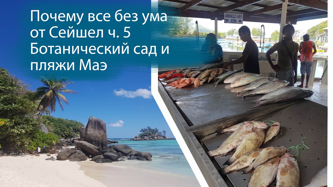 Почему все без ума от Сейшел, ч. 5. Anse Royal, Botanic Garden, Anse Major, подводный мир,Anse Louis