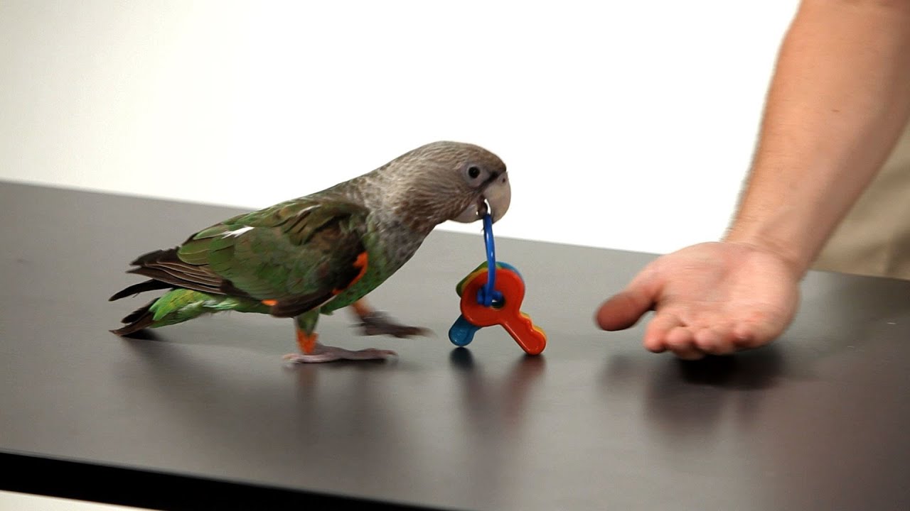 Teach Parrot to Fetch on Table or Floor | Parrot Training