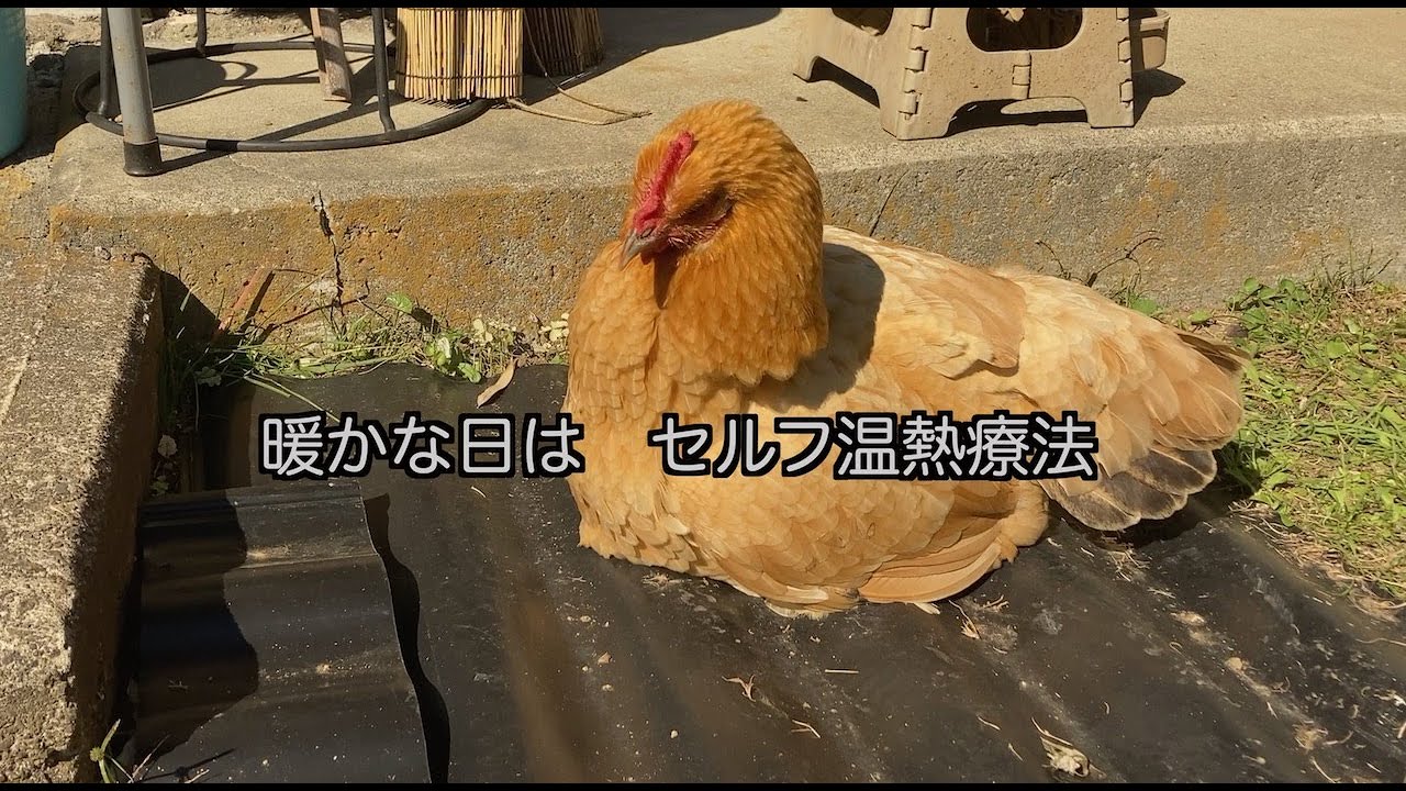 にわとりの畑18【グーグー。病気に負けるな】にわとりのグーグーが体調不良。加療投薬し、畑への帰還を目指します　#Chicken’sfield18