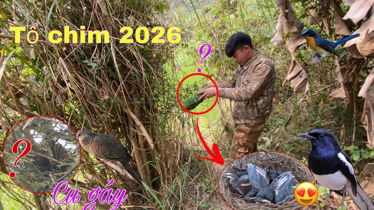 Tìm Được Tổ Chim Dầu Mùa 2026 Cực Chất  . Tìm Tổ Chim Chòe Than 2026| Duy Tôm Tv