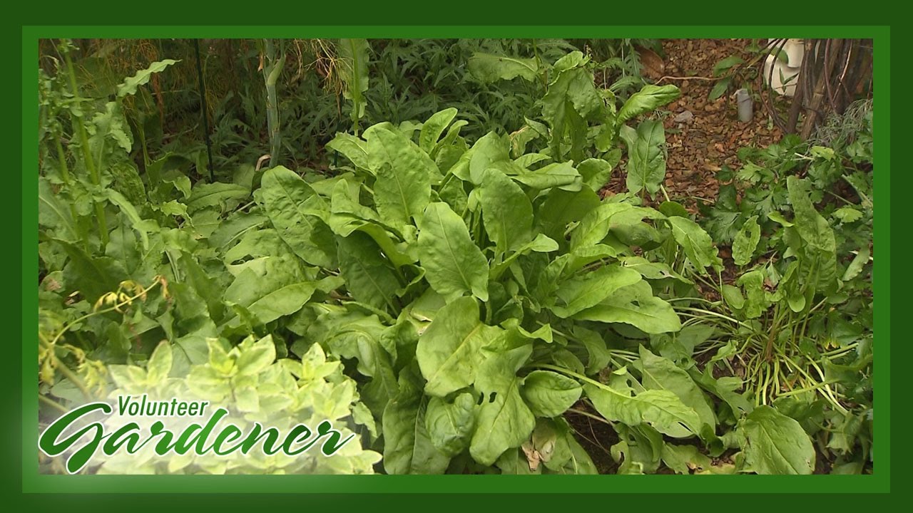 Herb Border Beds | Volunteer Gardener
