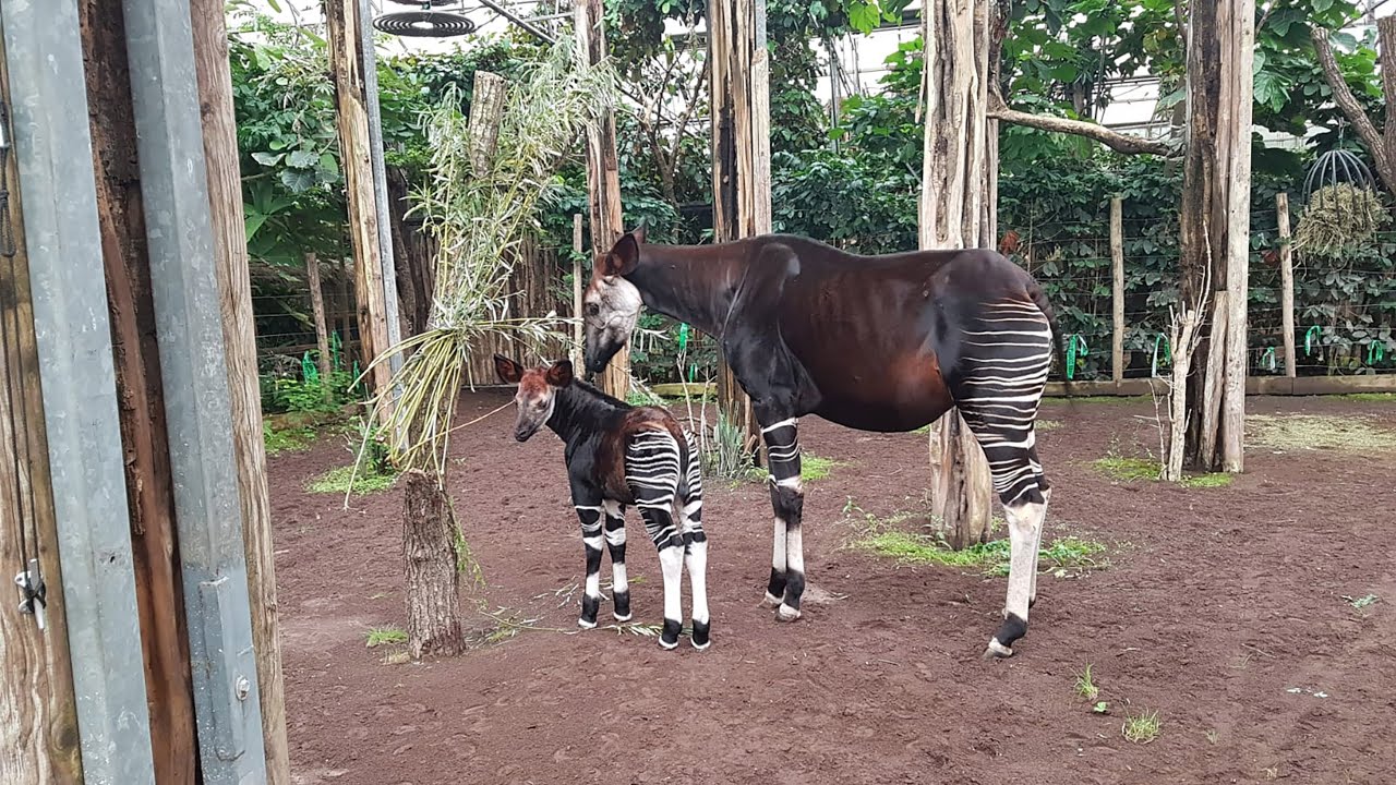Okapi Kisala op verkenning Diergaarde  Blijdorp / Okapi Kisala discovers enclosure in Rotterdam Zoo