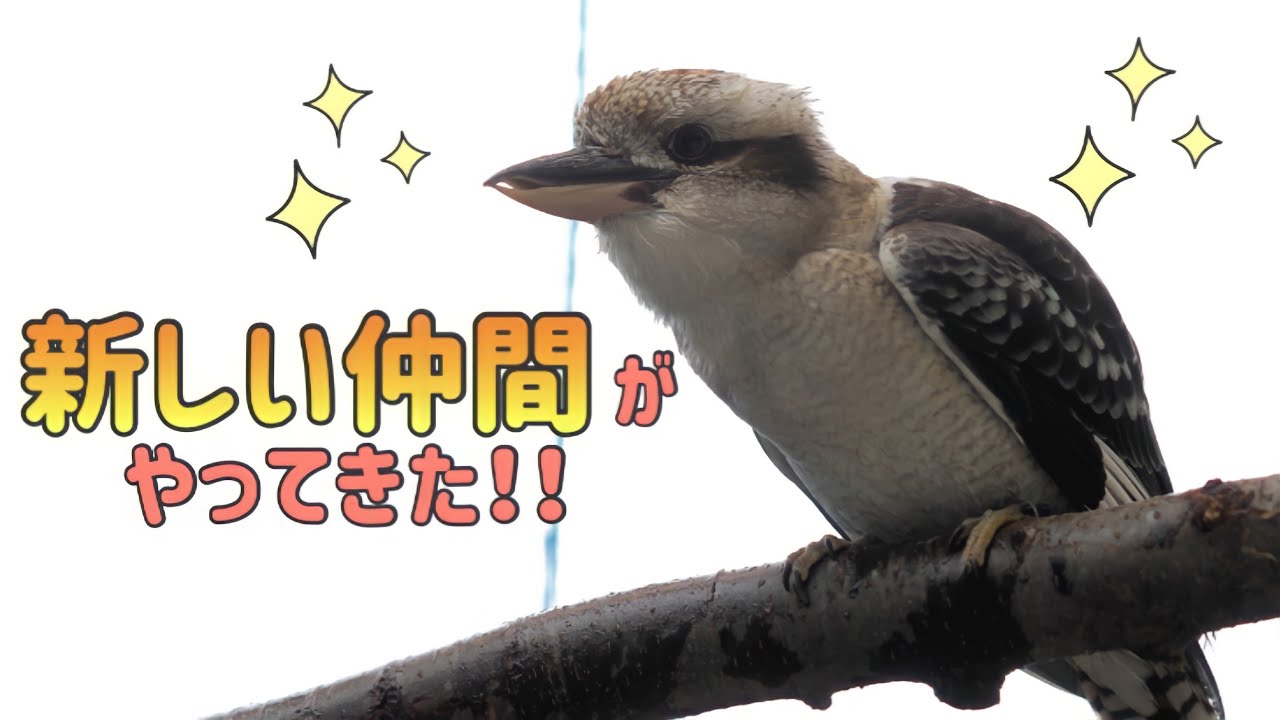 笑う門には福来る！？ワライカワセミがやってきた！【足立区生物園】