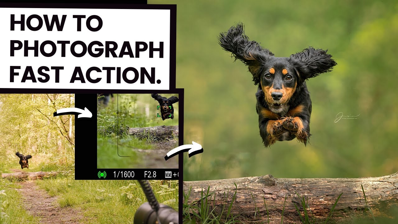 Как фотографировать бегущих собак | Советы по динамичной фотографии + Закулисье