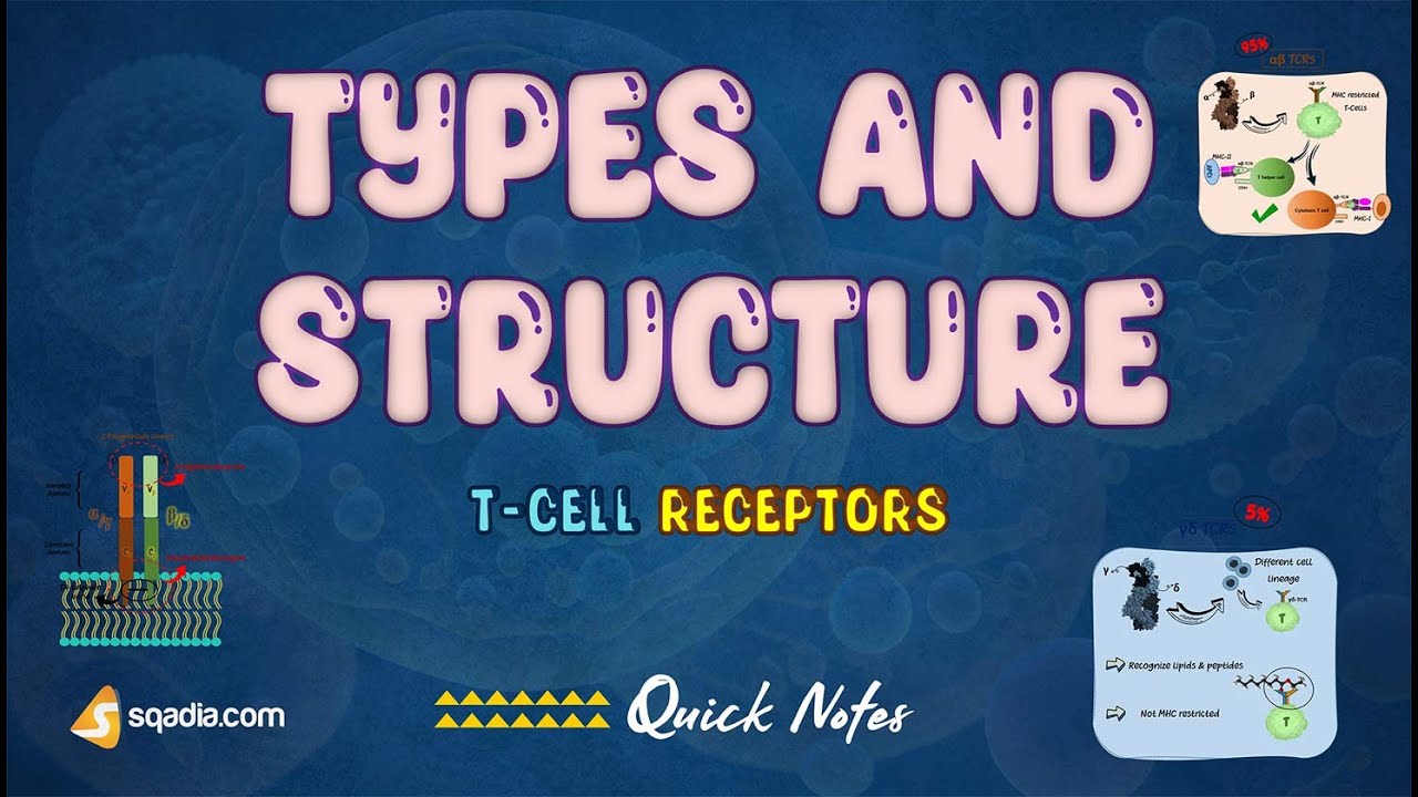 T-Cell Receptors - Types and Structure