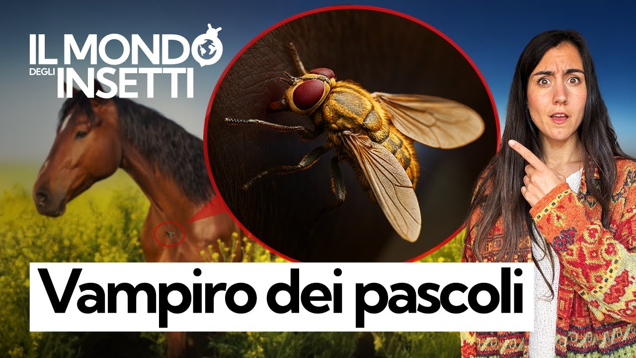 Il vampiro dei pascoli: chi è la MOSCA CAVALLINA e cosa succede se ti punge