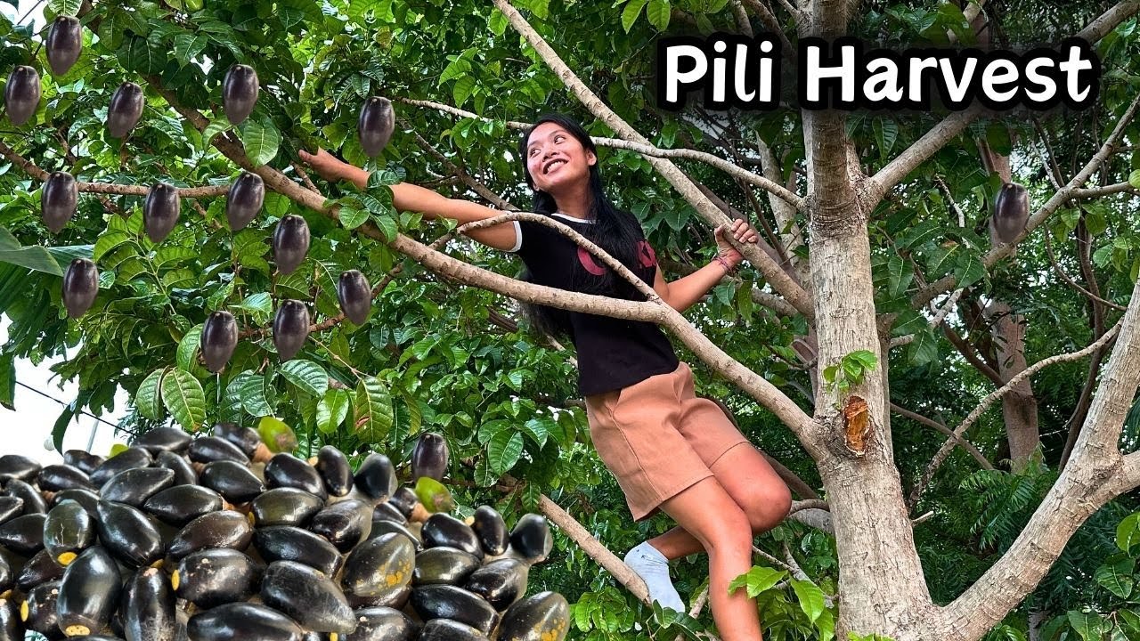Nagharvest kami ng Pili Nuts o Pacific Almonds | PILI HARVEST