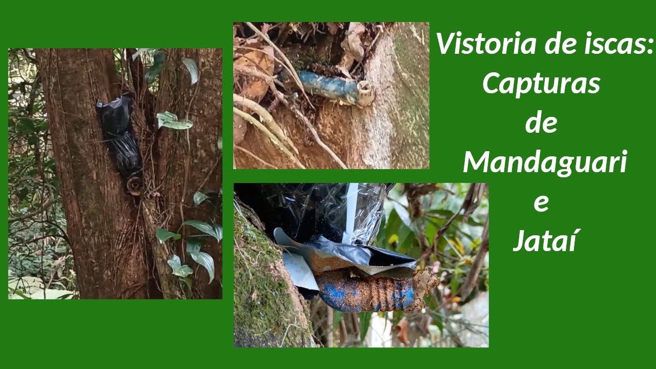 Vistoria das iscas de abelha: capturas de Mandaguari e Jatai em apenas duas semanas