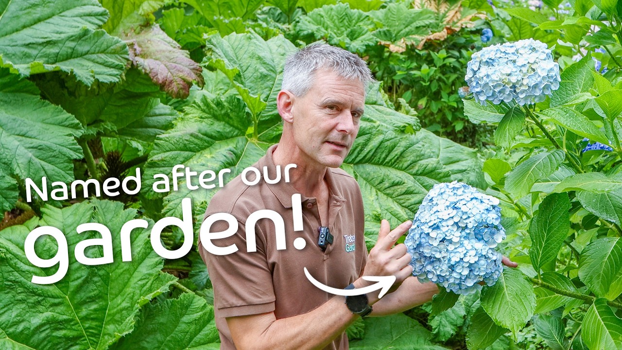 Summer Hydrangea Special | 9 Varieties To Look Out For At Trebah