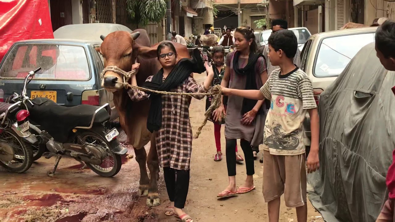 Qurbani Bull 2018