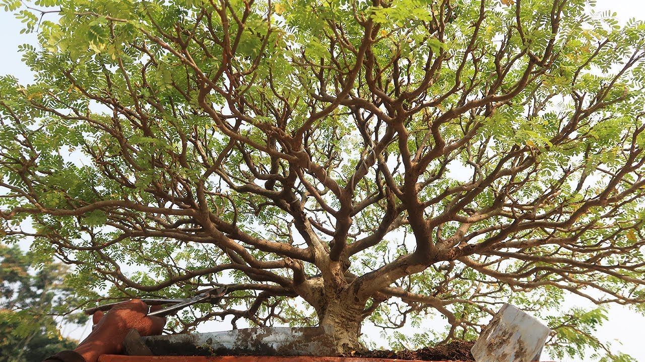 Brazilian Raintree Bonsai | Bonsai ideas