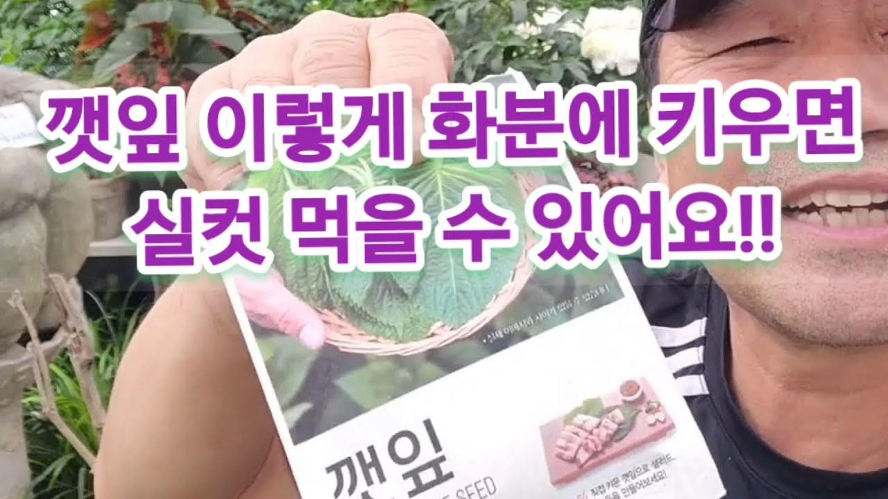 들깨 씨앗 천원 짜리로!! 대형화분 10개까지 심어서 깻잎 실컷 먹을수있어요!!