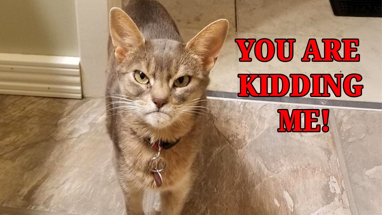Cats Understand Everything You Say 😄😸 Funny Cat and Human Moments