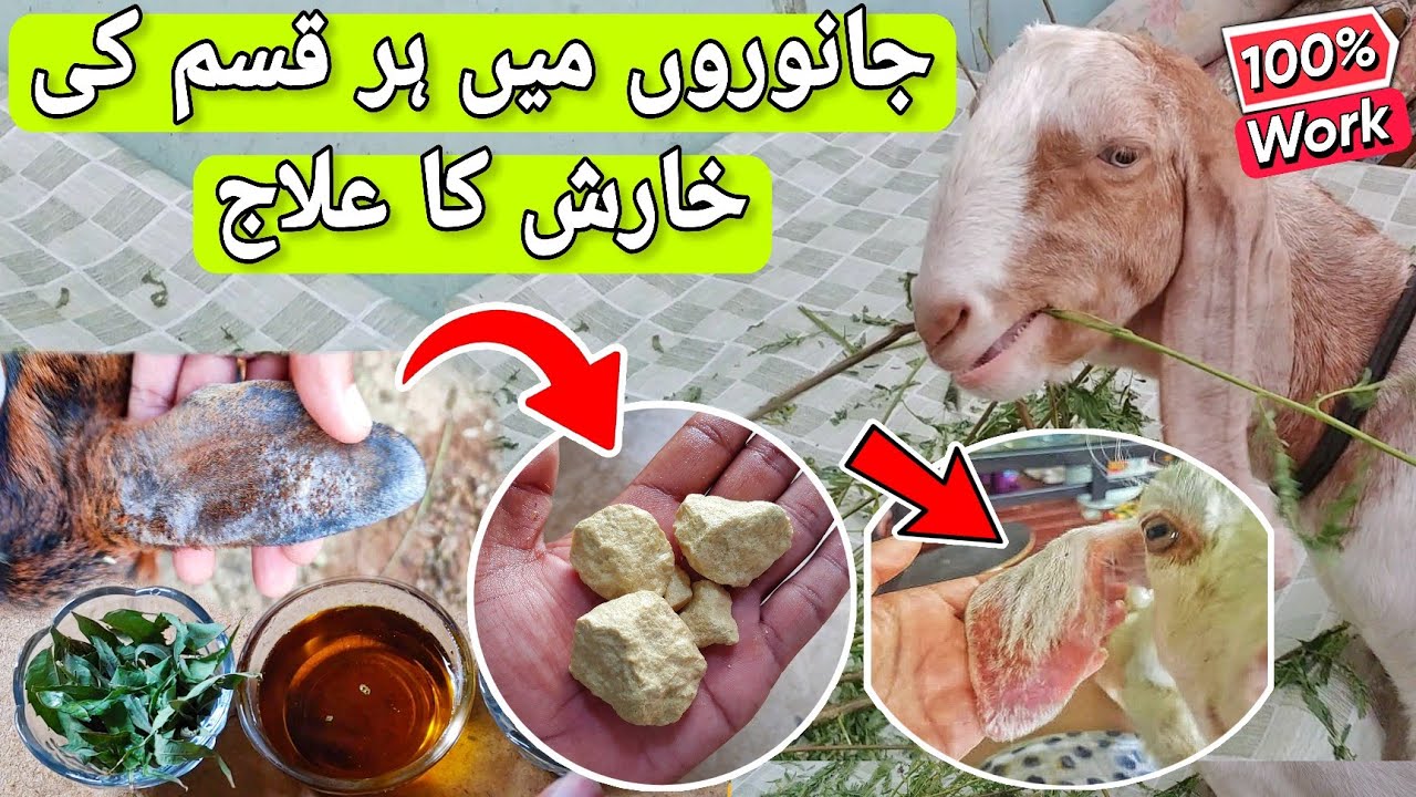 Janwaro Mein Kharish Ka Ilaj | Treatment of Scabies in Goats | G 4 Goats
