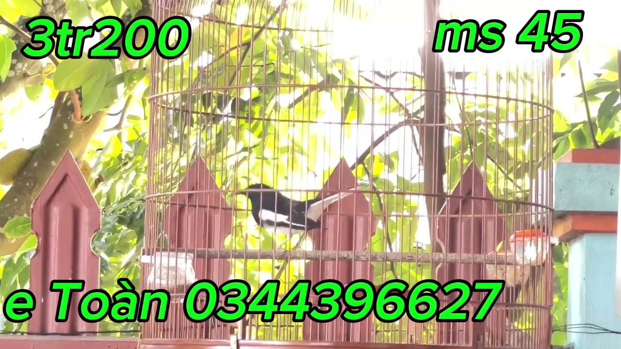 Chòe than hót xòe siêu VIP! giọng rừng luyến láy lê tê phê -mời AE chốt!