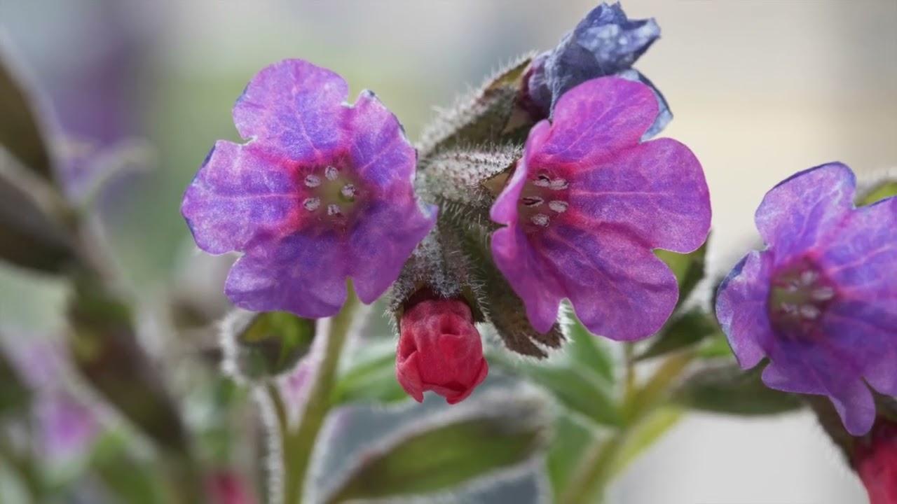 Lungwort with John Feehan, Wildflowers of Offaly series