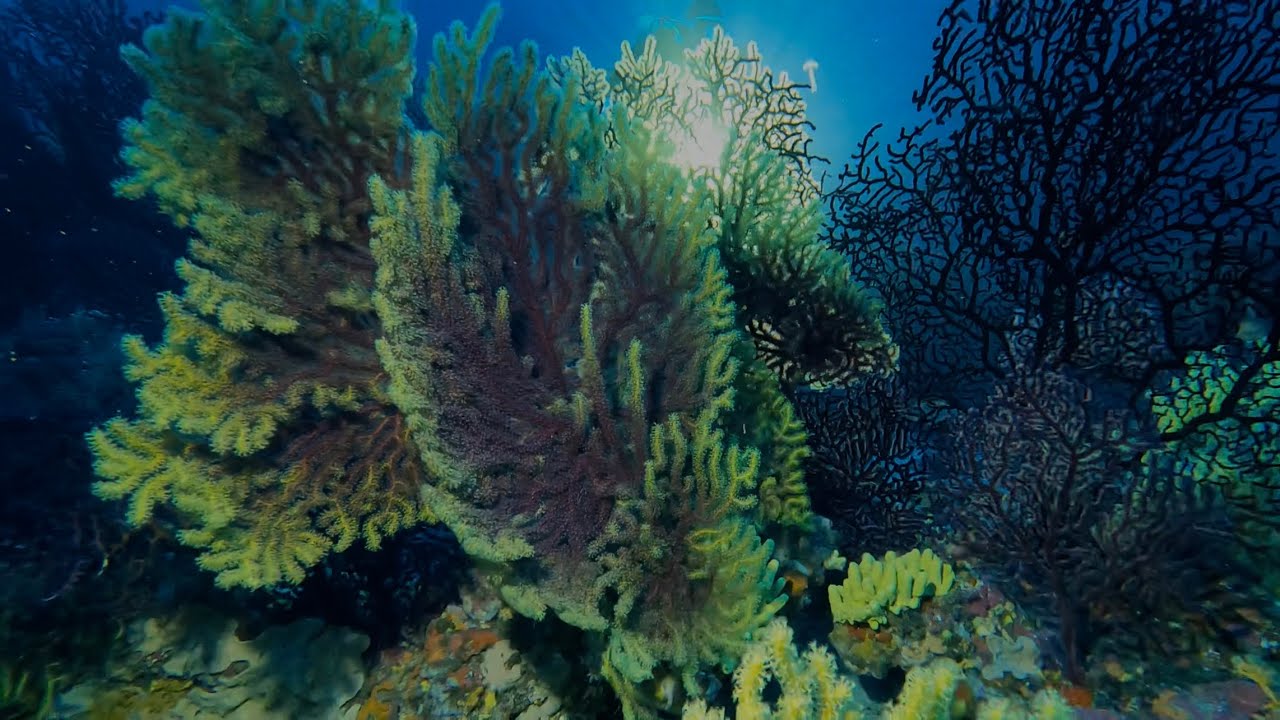 Plongée dans les calanques de Cassis 2022