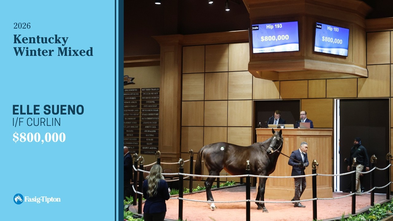 Лошадь Elle Sueno i/f Curlin продана за 800 000 долларов на соревнованиях Kentucky Winter Mixed (...