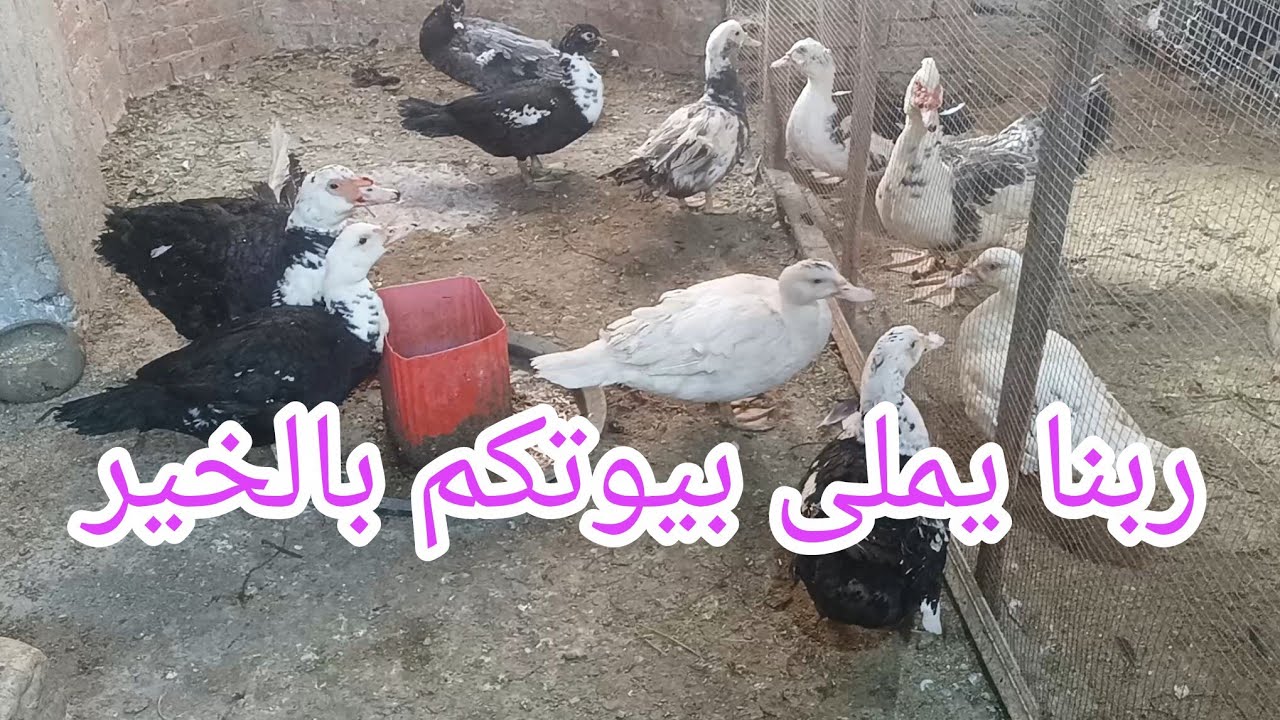 خدت أكل الطيور ⁉️ وطالعة خايفة اللي حصل المرة اللي فاتت يحصل تاني ولكن ربنا كريم 🌷