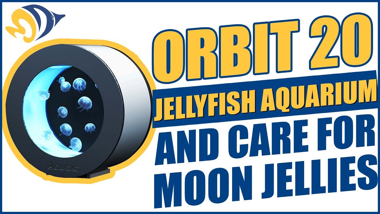 How to Set Up an Orbit 20 Jellyfish Aquarium and Care for Moon Jellies