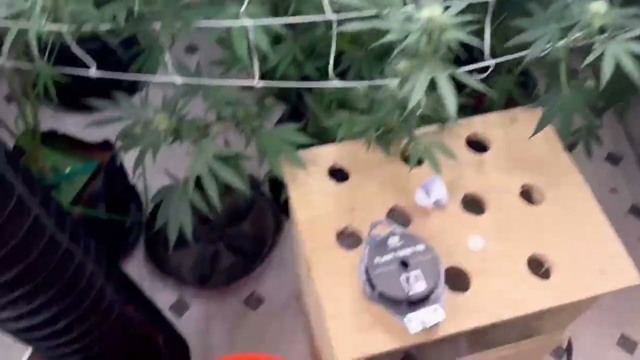 🔥 Week 12 Flower &mdash; Buds Are Taking Off! 🌸💚 | Tri State Exotics
