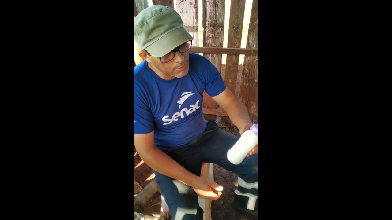 Como alimentar o leitão quando a porca não dá leite