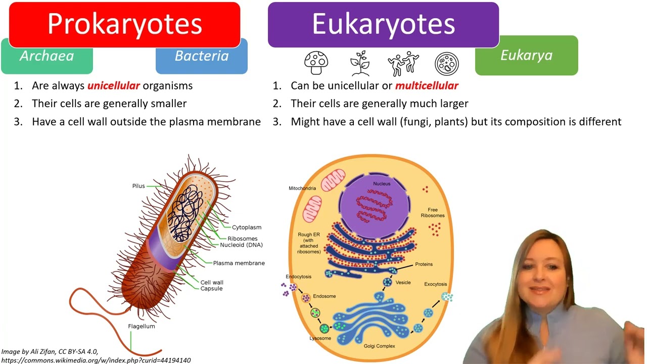 Differences between prokaryotic and eukaryotic cells