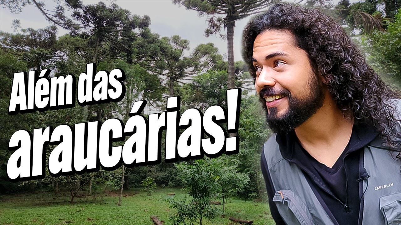 Floresta de ARAUCÁRIAS - Floresta ombrófila mista (FOM) - Guia da floresta