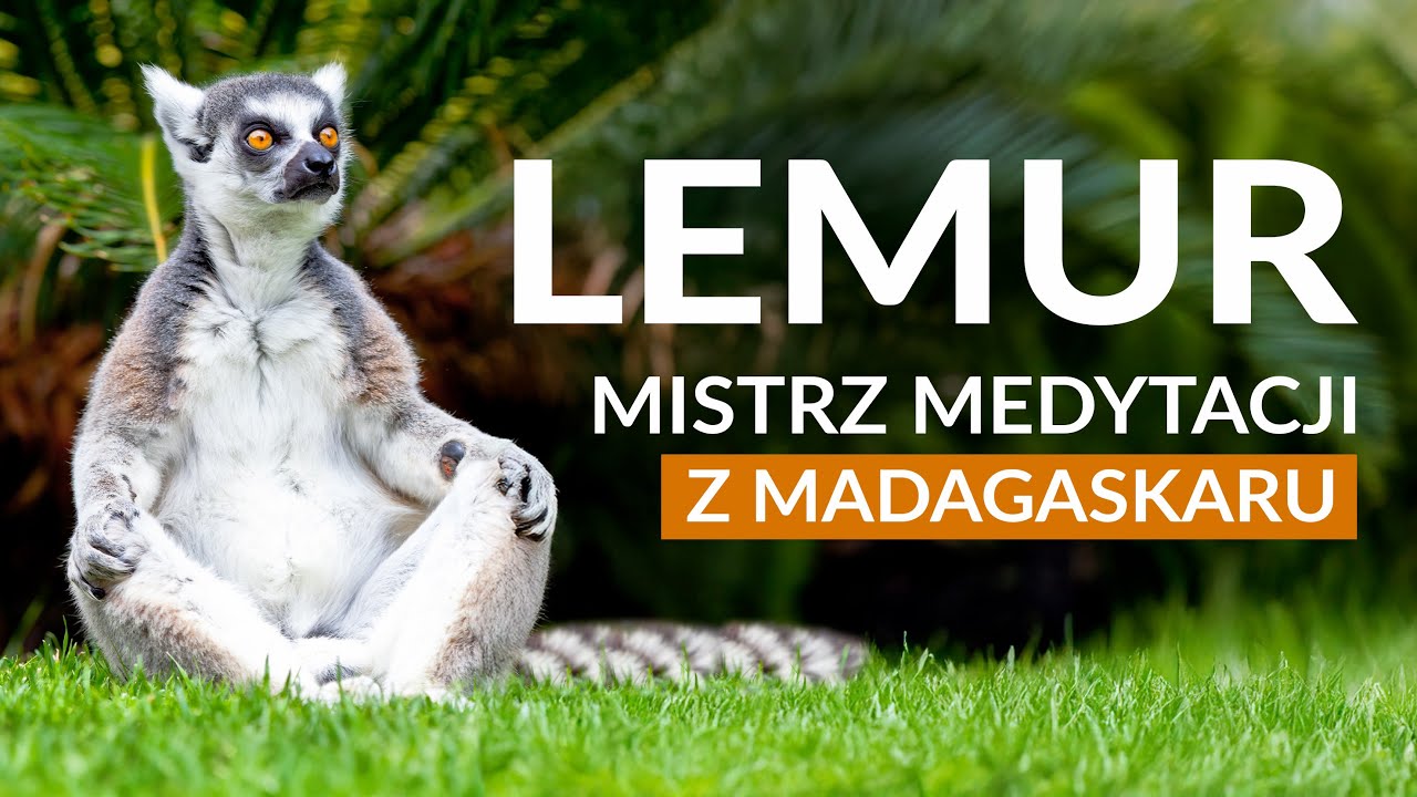 LEMUR - Mistrz Medytacji z Madagaskaru | Tajemniczy świat lemurów – niezwykłe fakty i ciekawostki!