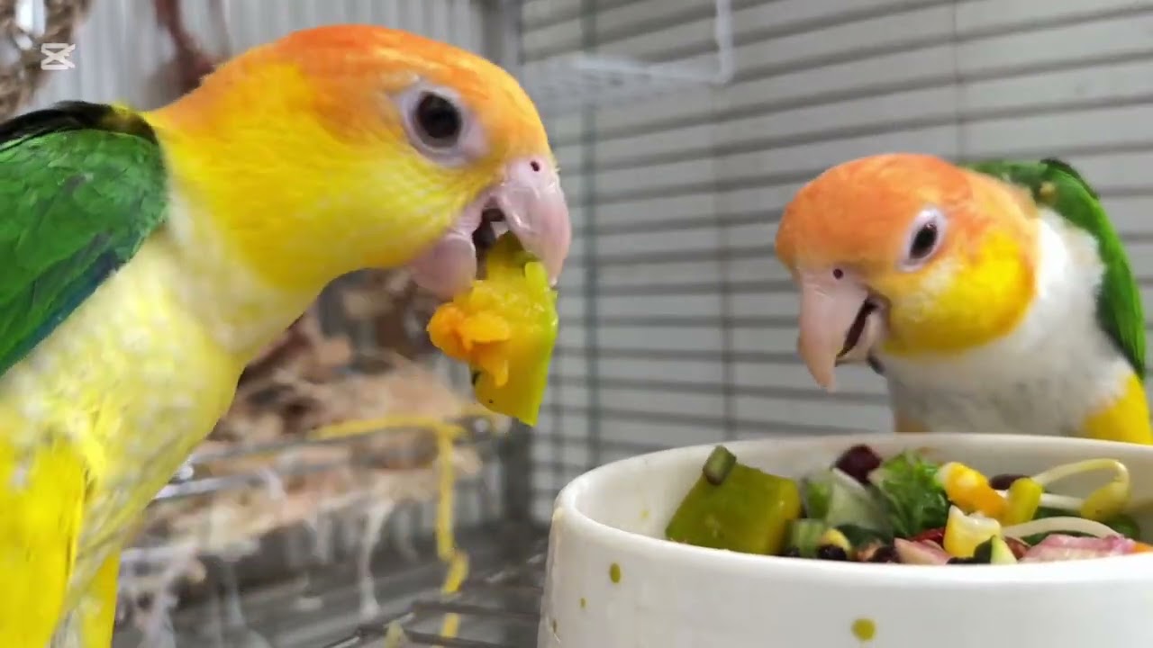 蔬果餐